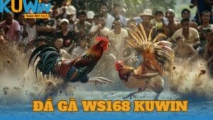 da-ga-ws168-kuwin-anh-dai-dien