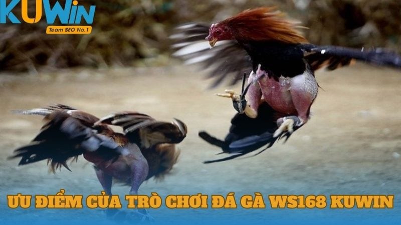 Ưu điểm nổi bật của trò chơi Đá gà WS168