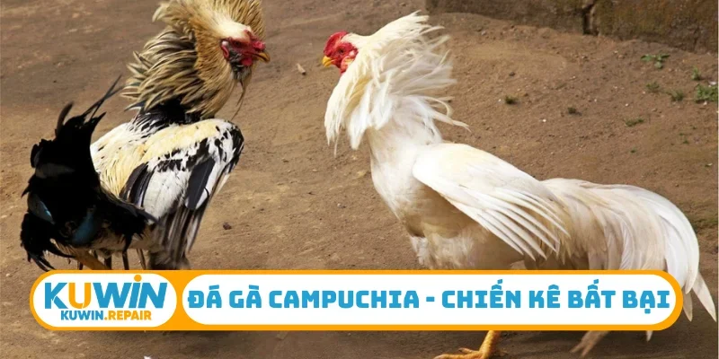 Đá gà Campuchia