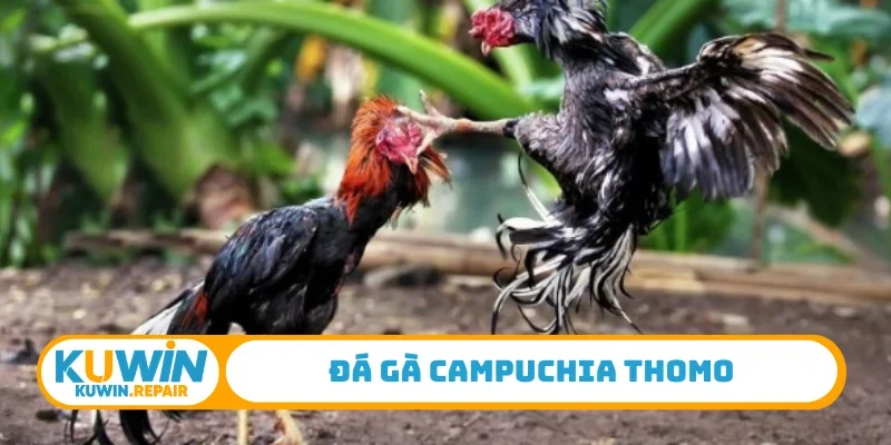 Đá gà Campuchia Thomo