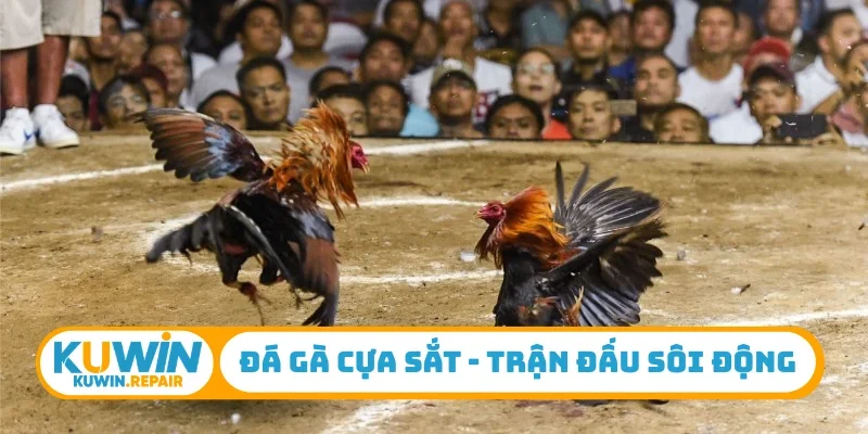 Đá gà cựa sắt