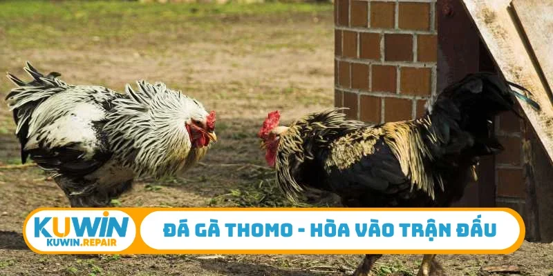 Đá gà Thomo