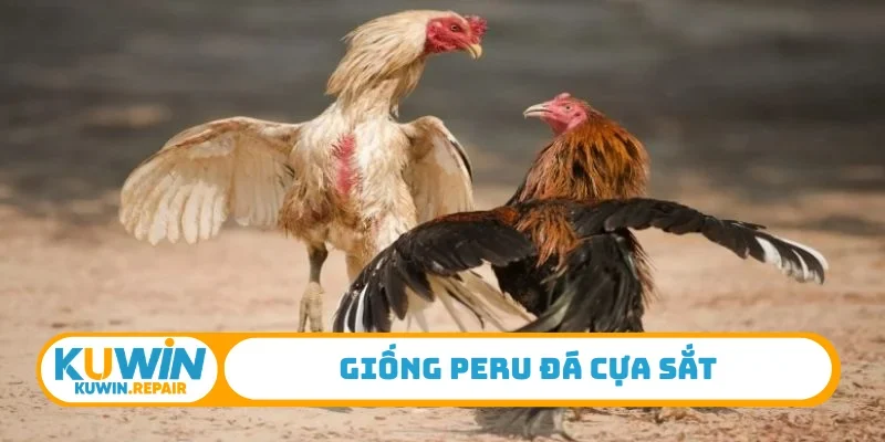 Giống Peru đá cựa sắt