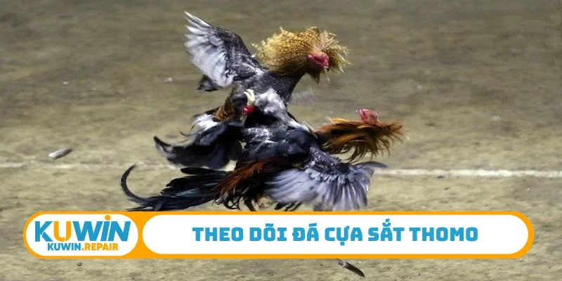 Theo dõi đá cựa sắt Thomo
