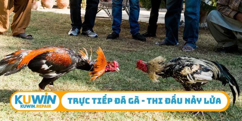 Trực tiếp đá gà
