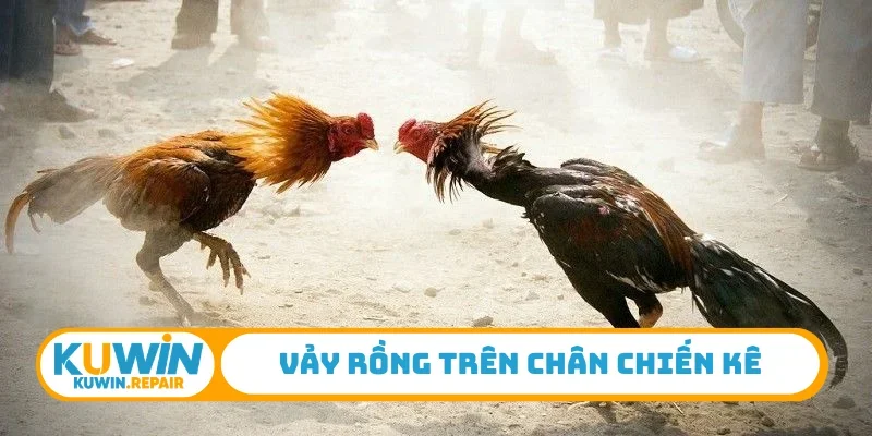 Vảy rồng trên chân chiến kê